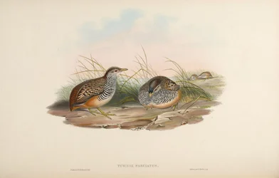 Turnix fasciata